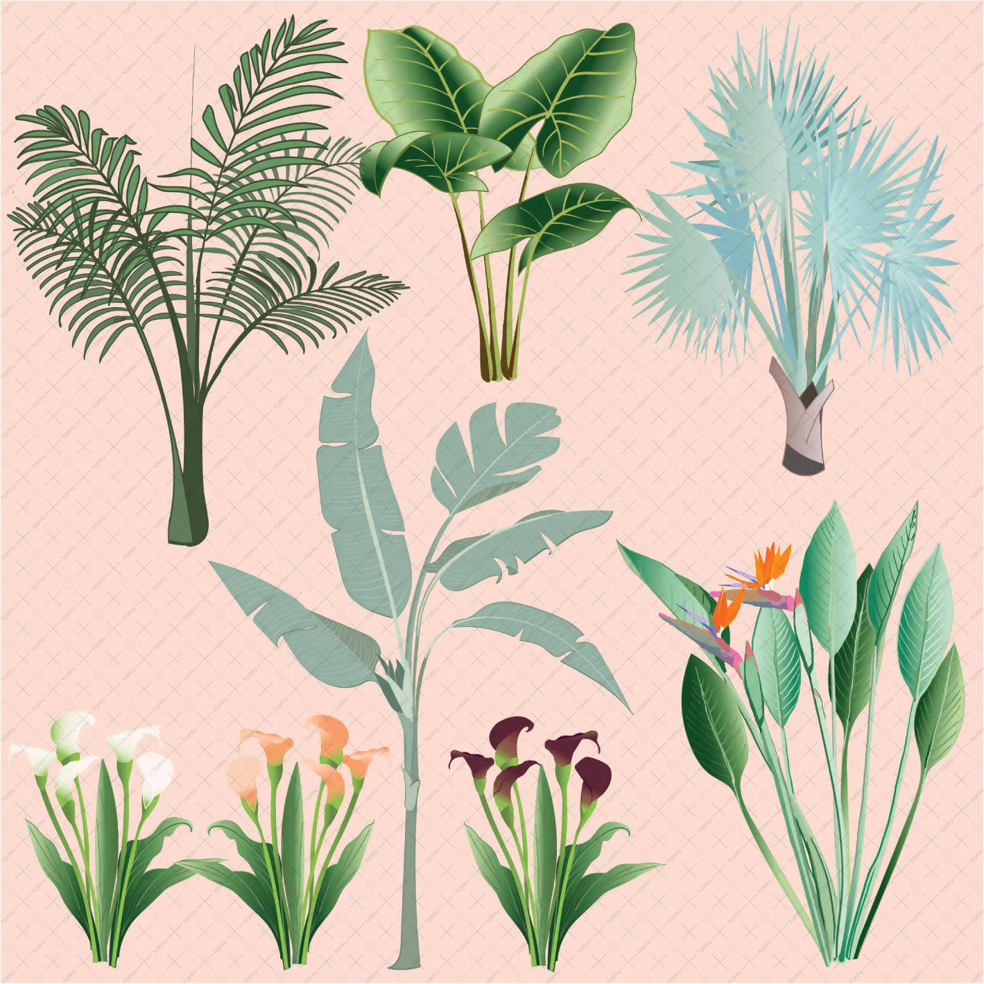 Tropical Plants Flat Vector PNG - Toffu Co